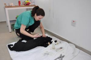 Güzelyurt Belediyesi ile NETAP İşbirliğinde Rehabilitasyon Merkezindeki kısırlaştırma çalışmaları başladı